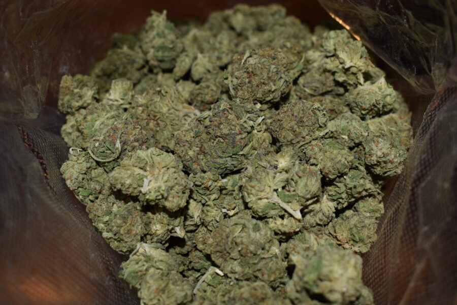 Chiesel Marijuana Strain