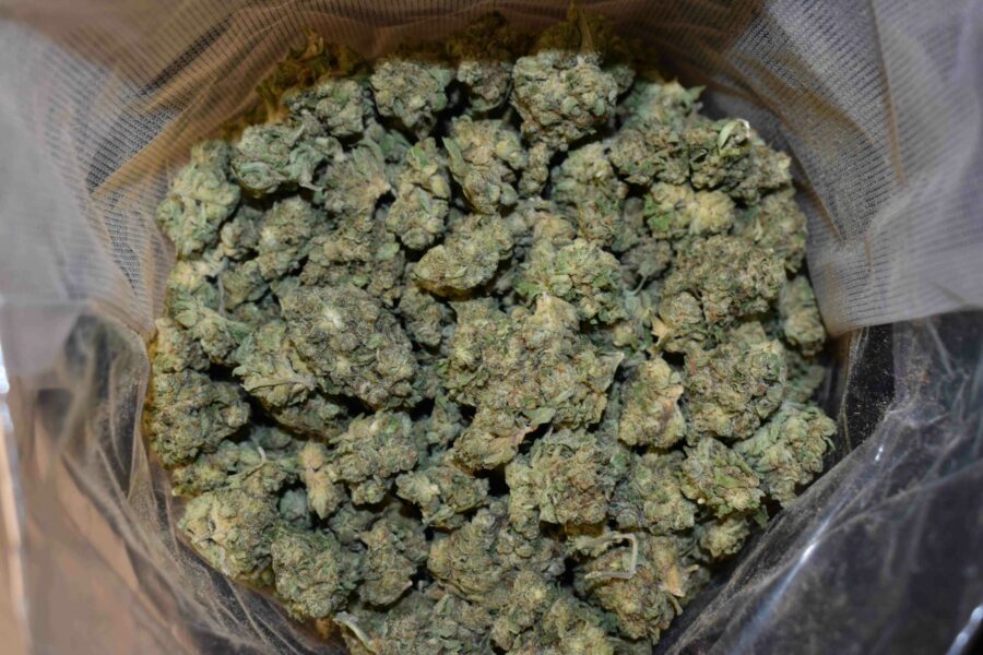 Grease Monkey Cannabis Strain