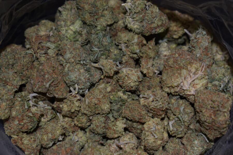 Lemon Drop Cannabis Strain