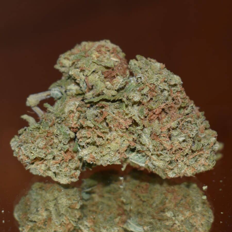 Lemon Drop Bud