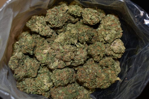 Blue Cheese strain, Blue Cheese weed strain, Blue Cheese marijuana strain, Blue Cheese Buds