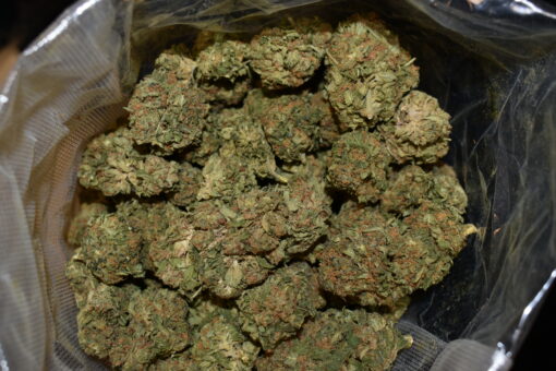 Blue Cheese strain, Blue Cheese weed strain, Blue Cheese marijuana strain, Blue Cheese Buds