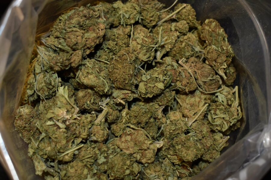 Venom OG Cannabis Strain