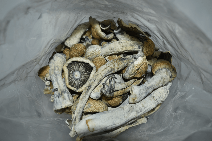 Thrasher Psilocybin Mushrooms