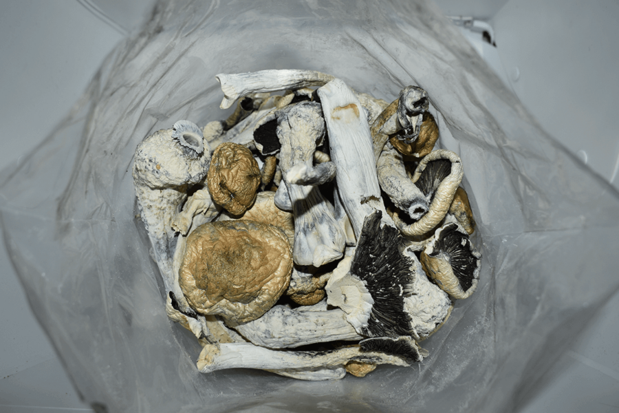 Thrasher Mushrooms