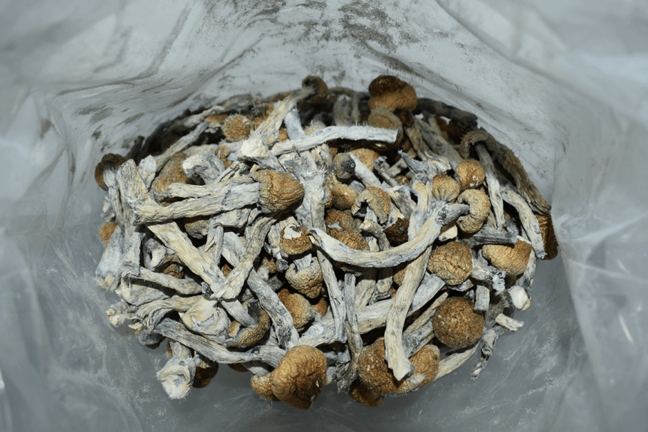 Trinity Psilocybin Mushrooms