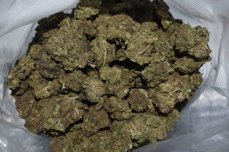 BC Kush Cannabis Strain
