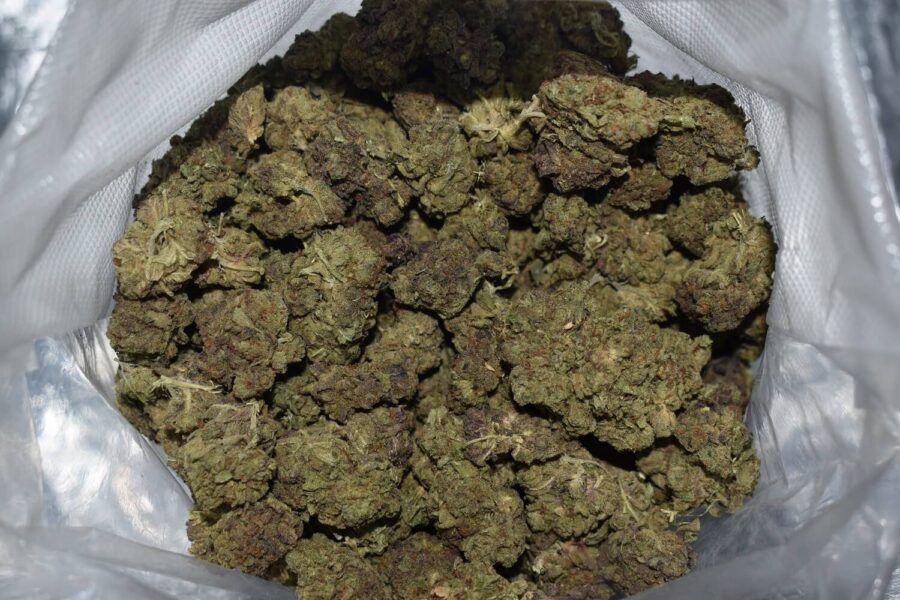 BC Kush Weed Strain