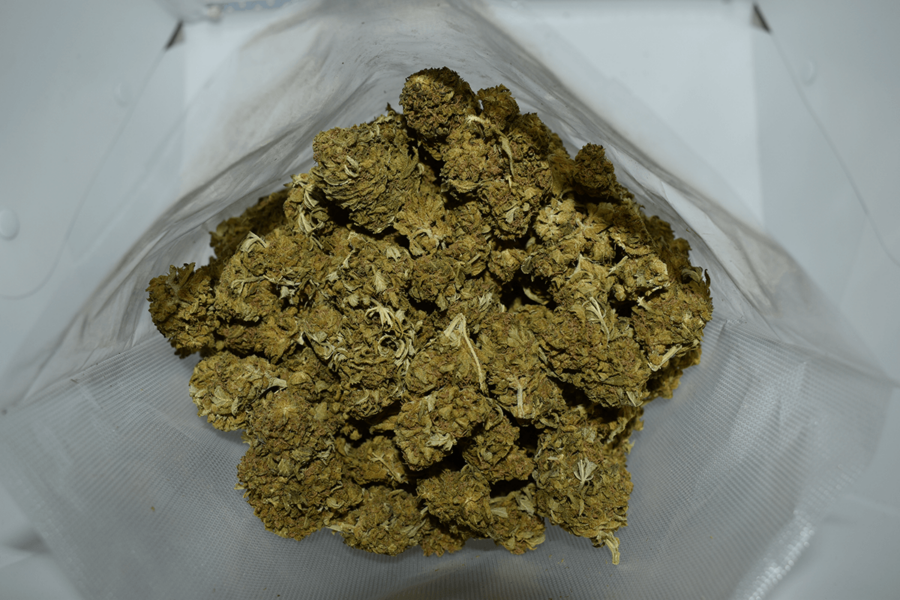 Black Jack Cannabis Strain