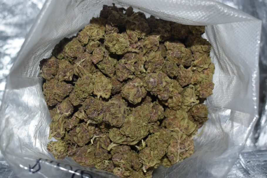 Purple Urkle Cannabis Strain