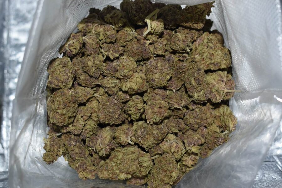 Purple Urkle Weed Strain
