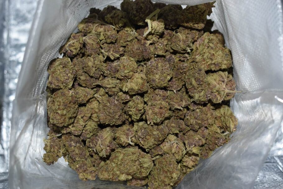 Purple Urkle Weed Strain