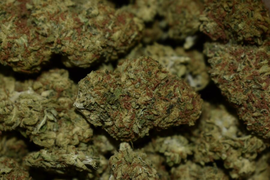 Super Kush Cannabis Strain