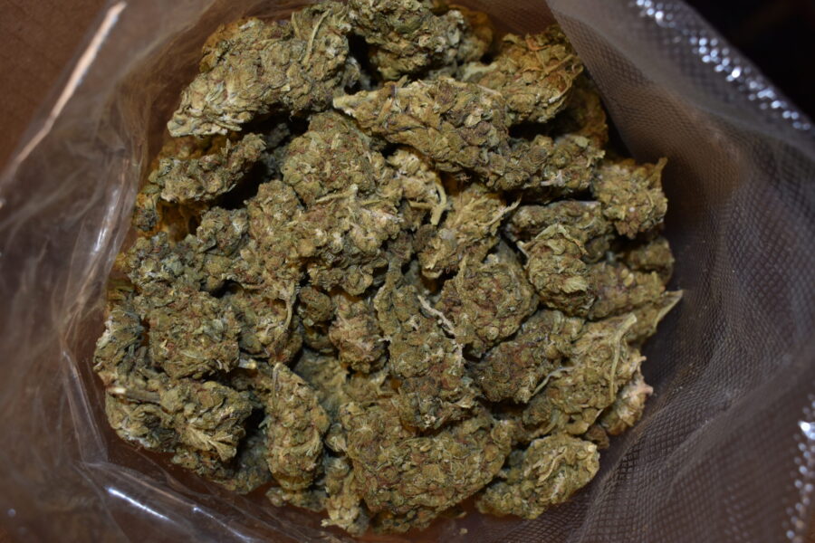 Gas Face Cannabis Strain