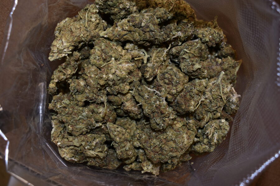 Gas Face Weed Strain