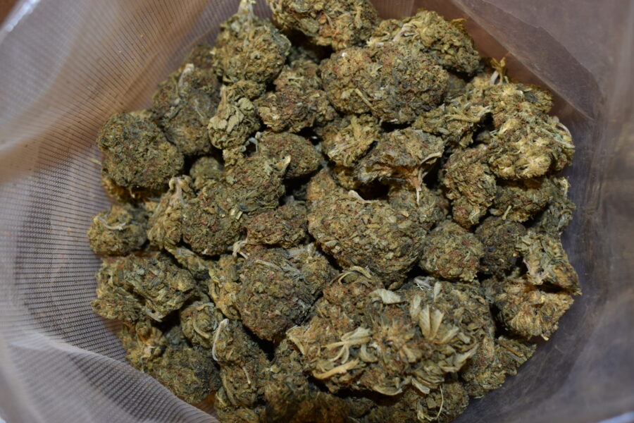 Sour Alien Marijuana Strain