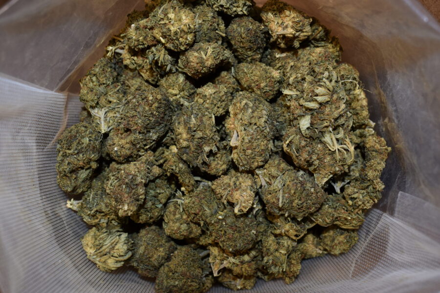 Sour Alien Cannabis Strain