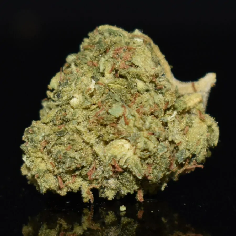 Jean Guy strain, Jean Guy weed strain, Jean Guy marijuana strain, Jean Guy Buds