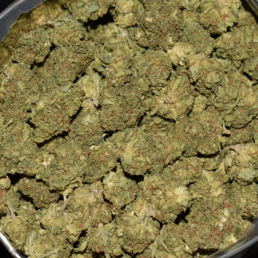 Jean Guy strain, Jean Guy weed strain, Jean Guy marijuana strain, Jean Guy Buds