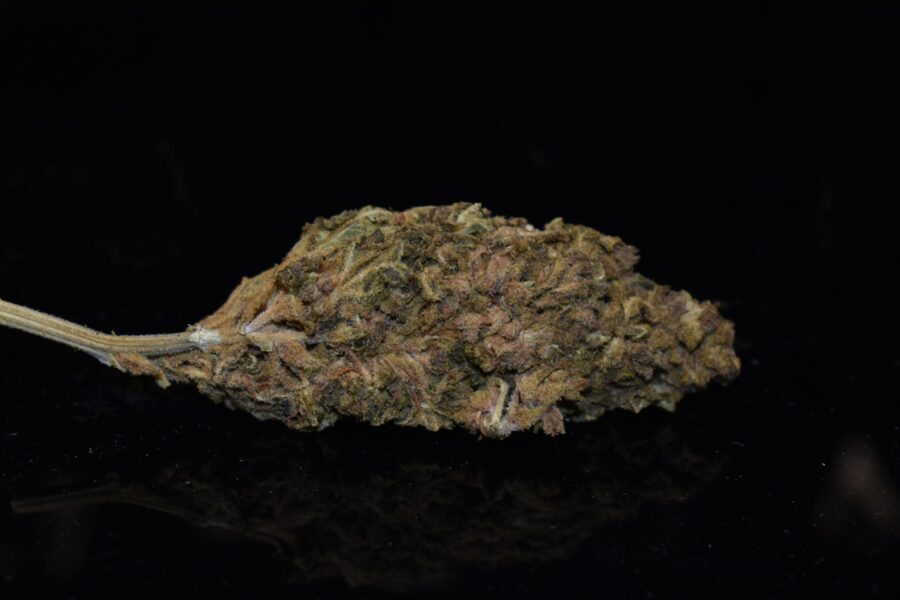 Weed Strain - Gorilla Glue Cookies (AA)