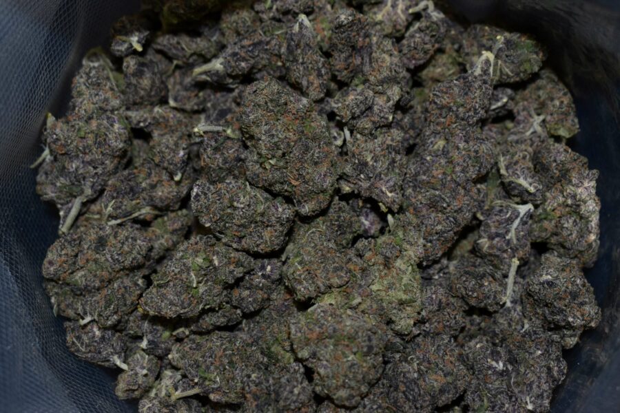 Grape God Strain