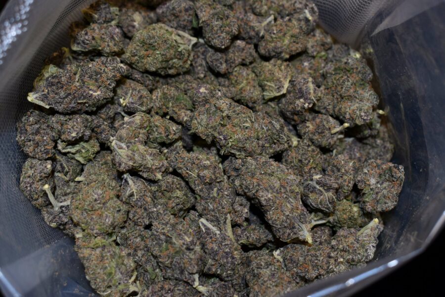 Grape God Cannabis Strain