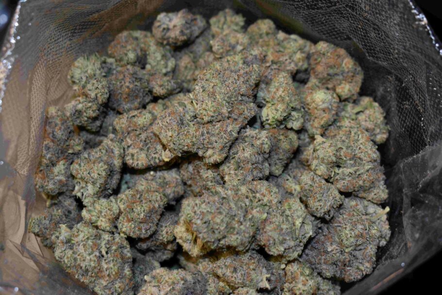 Purple Sour Diesel Weed Strain