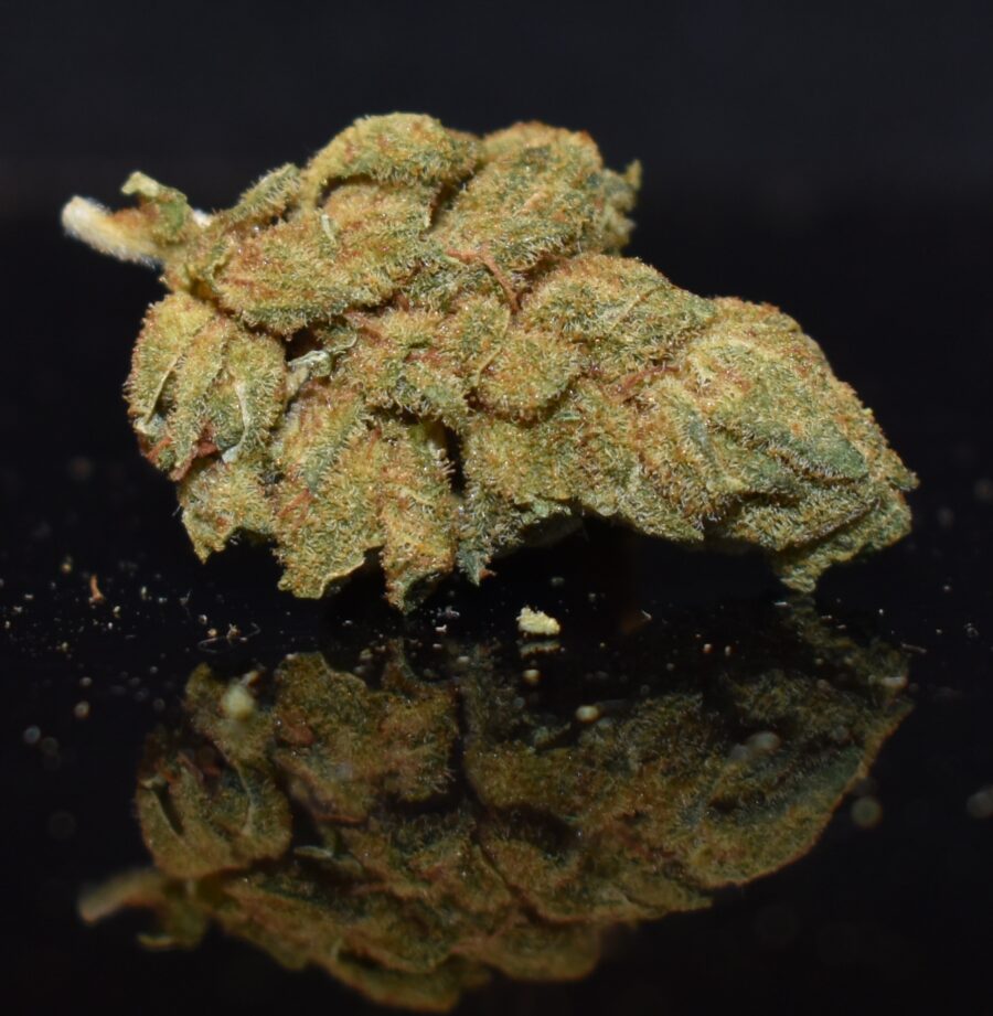 Gorilla Glue strain, Gorilla Glue weed strain, Gorilla Glue marijuana strain, Gorilla Glue Buds