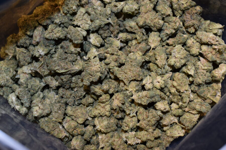 Powdered Donuts strain, Powdered Donuts weed strain, Powdered Donuts marijuana strain, Powdered Donuts Buds