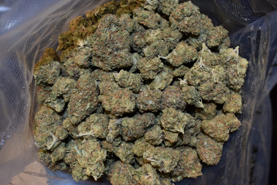 Alaskan Thunder Fuck strain, Alaskan Thunder Fuck weed strain, Alaskan Thunder Fuck marijuana strain, Alaskan Thunder Fuck Buds