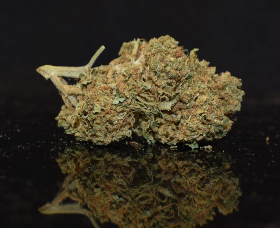 Amnesia strain, Amnesia weed strain, Amnesia marijuana strain, Amnesia Buds