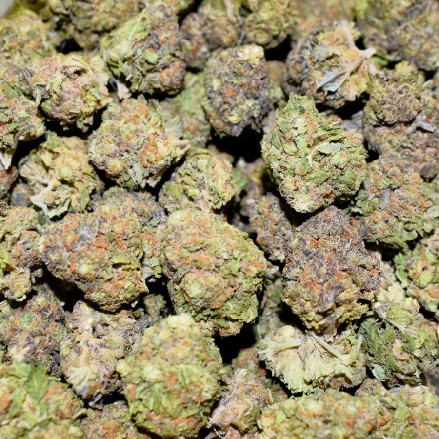 Granddaddy Purple Indica strain, Granddaddy Purple Indica weed strain, Granddaddy Purple Indica marijuana strain, Granddaddy Purple Indica Buds