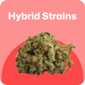 hybrid strains