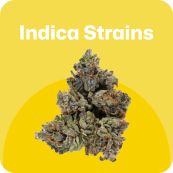 indica strains