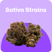 sativa strains