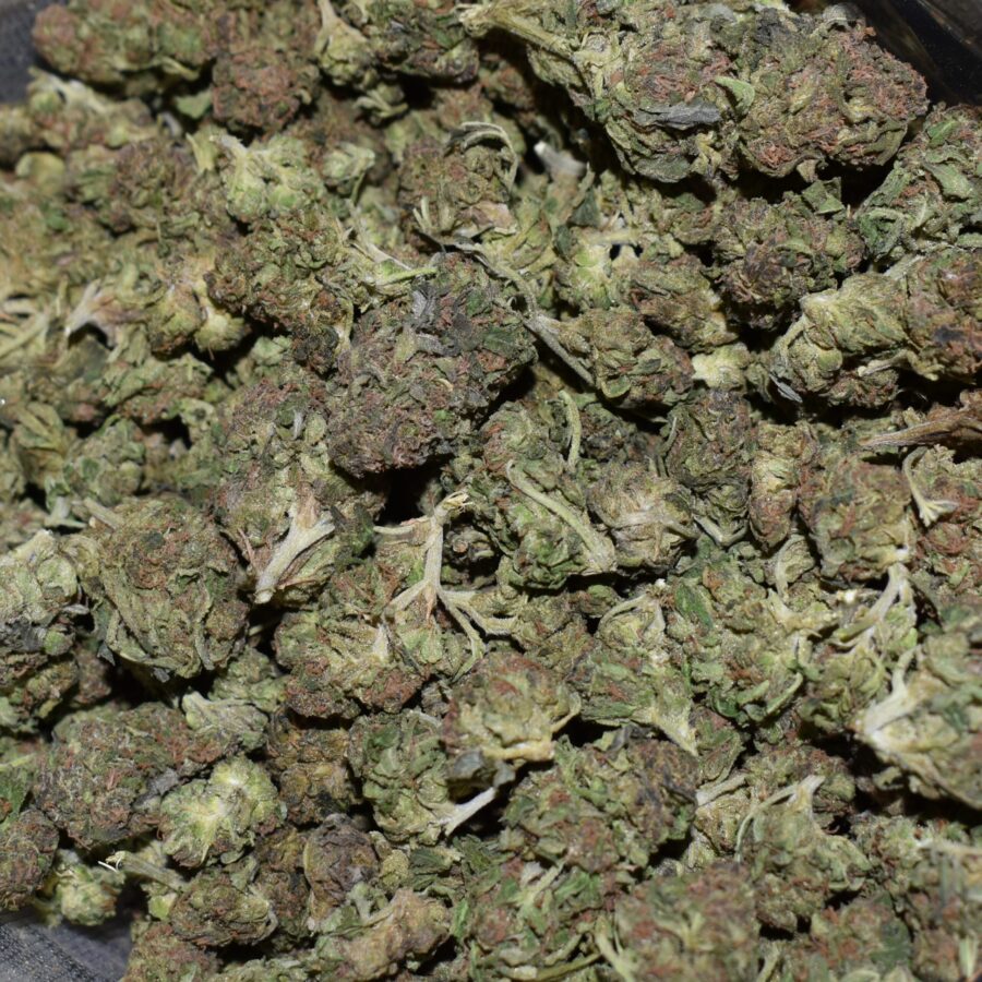 Alien Mintz strain, Alien Mintz weed strain, Alien Mintz marijuana strain, Alien Mintz Buds