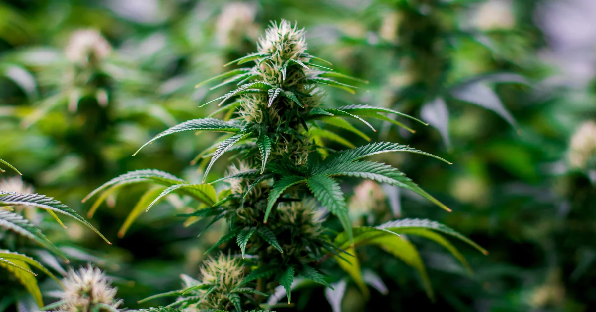 What is Cannabis? Understanding the Plant and Its Uses