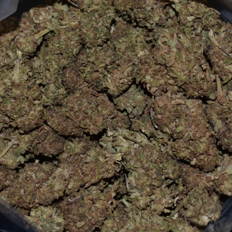 Supreme Oreoz strain, Supreme Oreoz weed strain, Supreme Oreoz marijuana strain, Supreme Oreoz Buds
