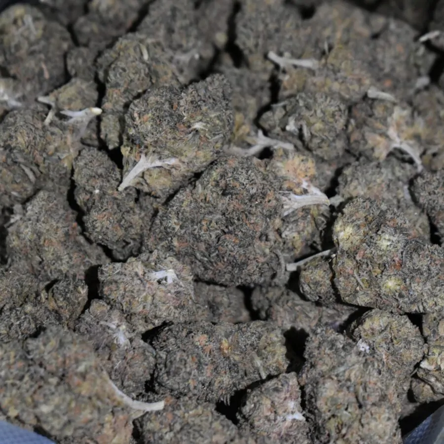 Pink Bubba strain, Pink Bubba weed strain, Pink Bubba marijuana strain, Pink Bubba Buds