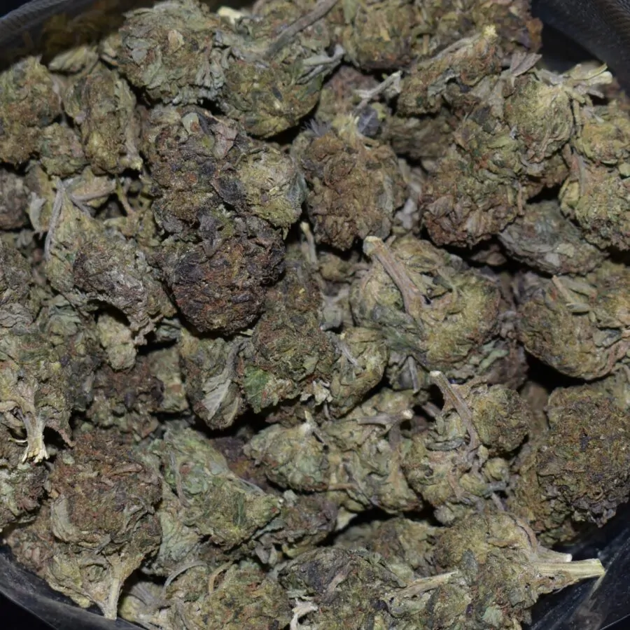 Berry Gas strain, Berry Gas weed strain, Berry Gas marijuana strain, Berry Gas Buds