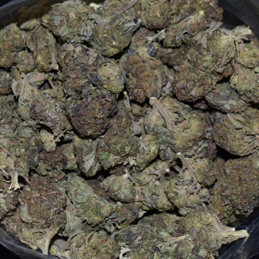 Berry Gas strain, Berry Gas weed strain, Berry Gas marijuana strain, Berry Gas Buds