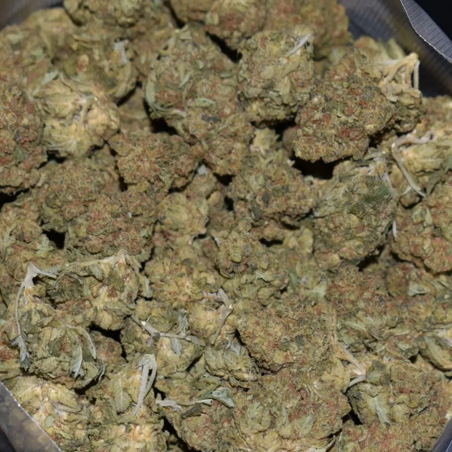 Ghost Train Haze strain, Ghost Train Haze weed strain, Ghost Train Haze marijuana strain, Ghost Train Haze Buds