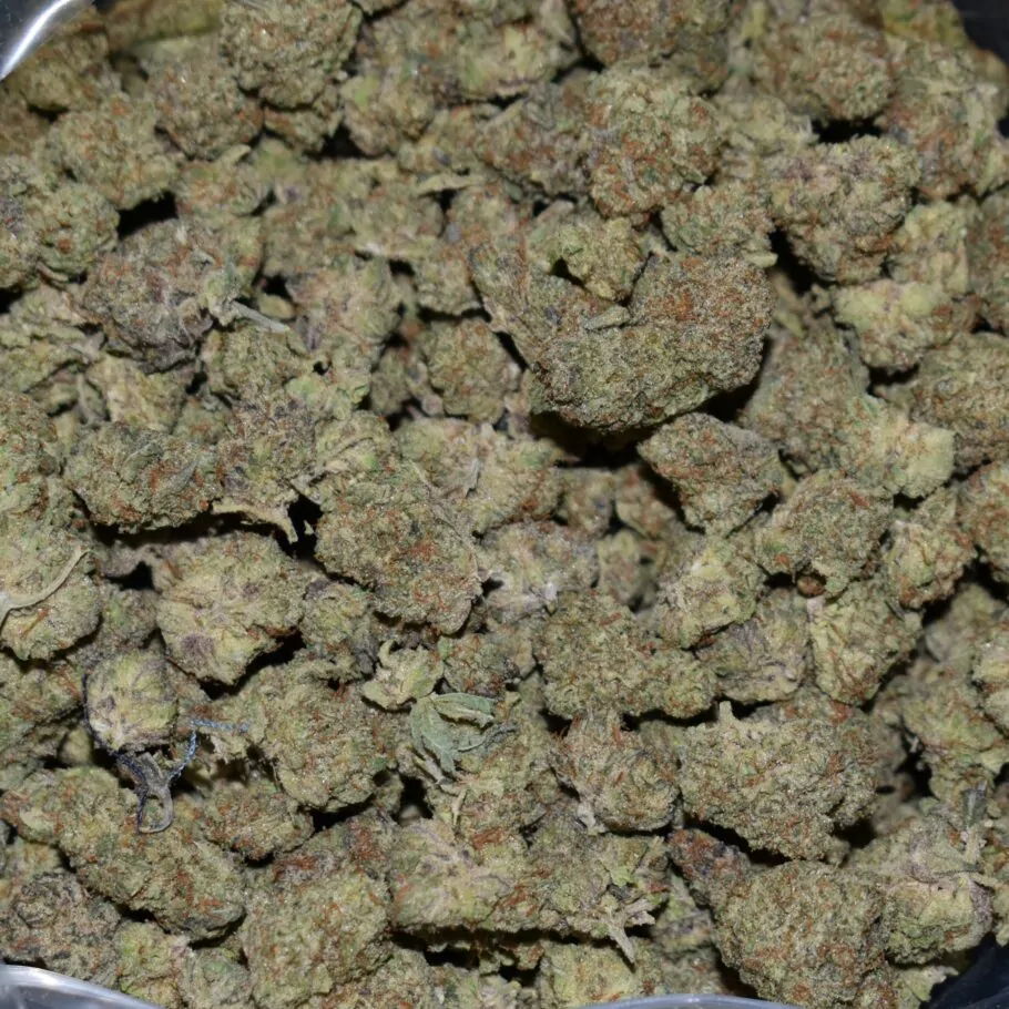 Jealousy (Popcorn) strain, Jealousy (Popcorn) weed strain, Jealousy (Popcorn) marijuana strain, Jealousy (Popcorn) Buds