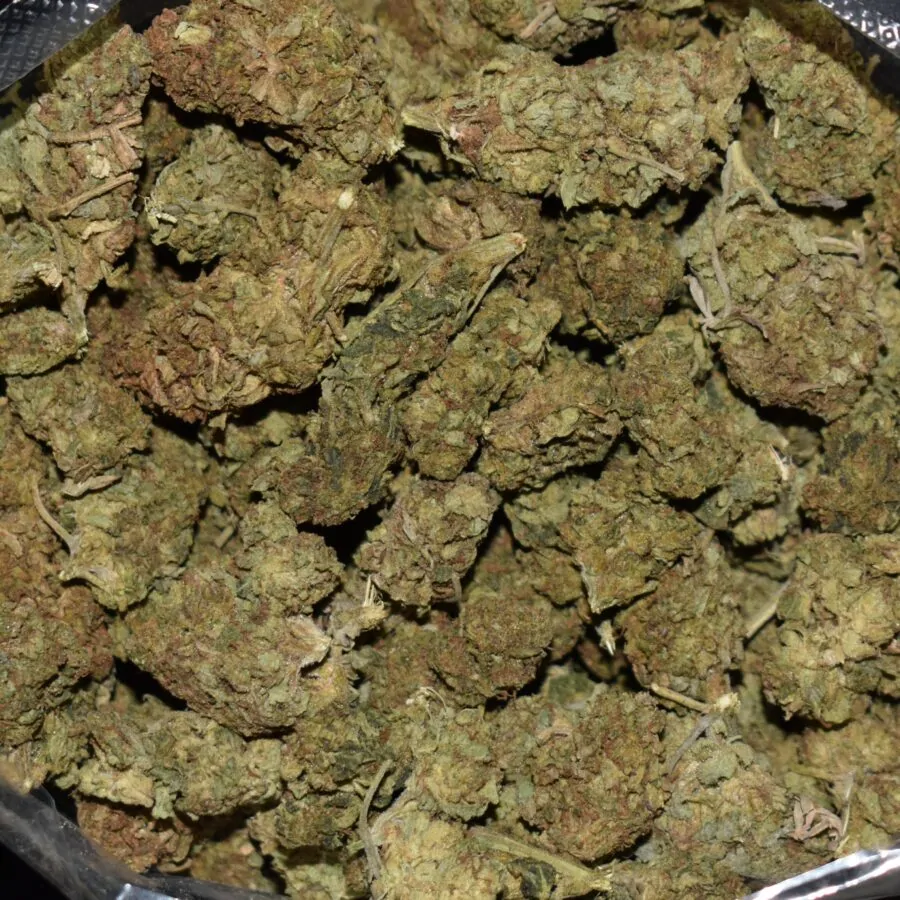 LA Cheese strain, LA Cheese weed strain, LA Cheese marijuana strain, LA Cheese Buds