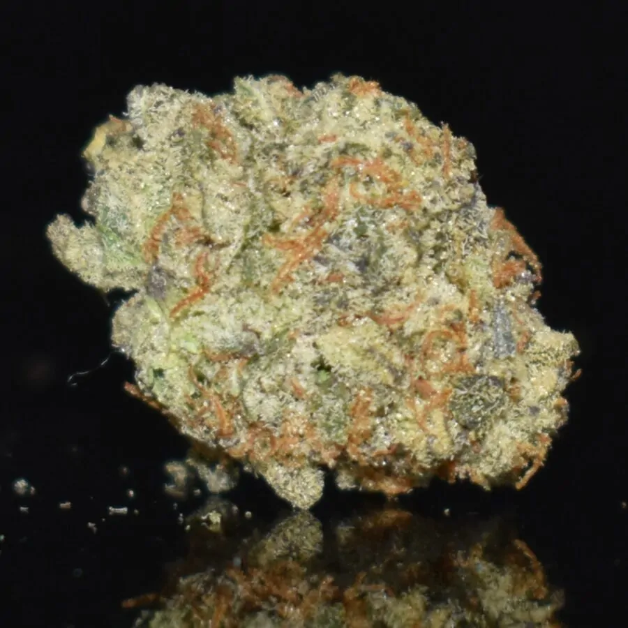 Permanent Maker (Popcorn) strain, Permanent Maker (Popcorn) weed strain, Permanent Maker (Popcorn) marijuana strain, Permanent Maker (Popcorn) Buds