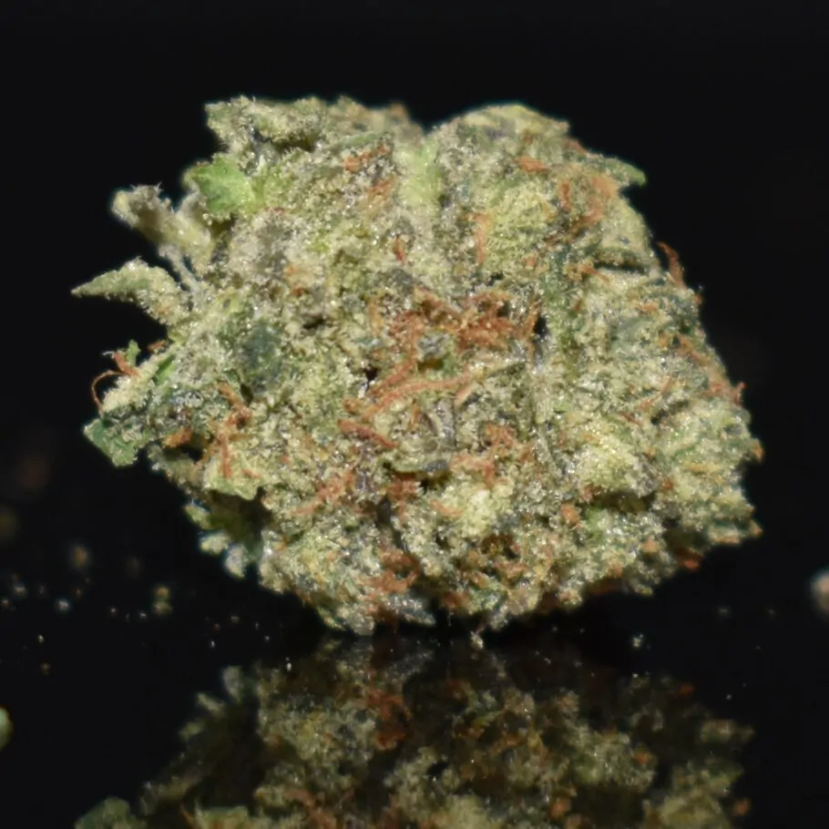 Pink Gas (Popcorn) strain, Pink Gas (Popcorn) weed strain, Pink Gas (Popcorn) marijuana strain, Pink Gas (Popcorn) Buds